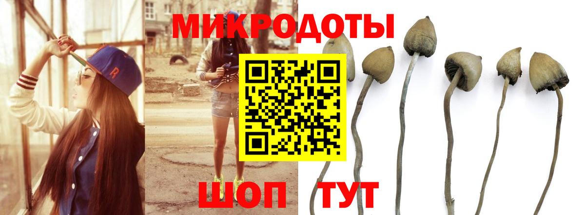 Псилоцибиновые грибы мицелий Новомосковск